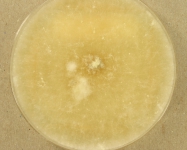 PDAC · 35d · 22C