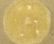 PDAC · 35d · 22C