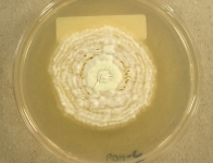 PDAC · 21d · 25C