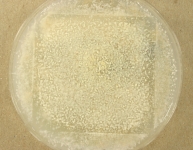 OATC · 55d · 25C