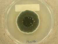 PDAC · 15d · 25C