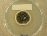 PDAC · 38d · 18C