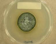 PDAC · 21d · 18C