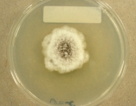 PDAC · 21d · 18C