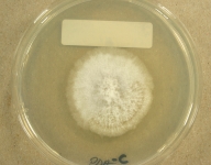 PDAC · 21d · 18C