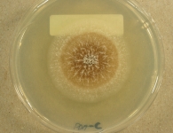 PDAC · 21d · 18C