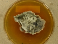 PDAC · 21d · 22C