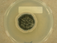 PDAC · 21d · 22C