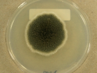 PDAC · 21d · 22C