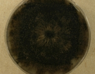 OATC · 64d · 22C