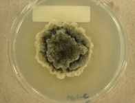 PDAC · 21d · 22C