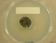PDAC · 21d · 22C