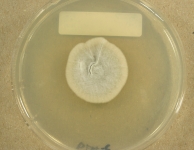 PDAC · 21d · 22C