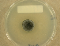 PDAC · 21d · 22C
