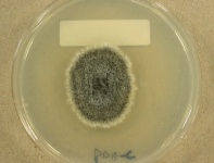 PDAC · 21d · 22C