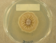 PDAC · 45d · 18C