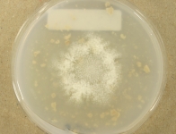 OATC · 31d · 18C
