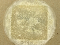 OATC · 14d · 35C