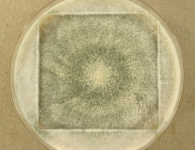 CERC · 6d · 35C