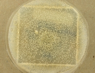 OATC · 14d · 35C