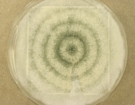 PDAC · 6d · 35C
