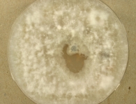 OATC · 21d · 30C
