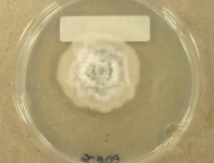 PDAC · 7d · 30C