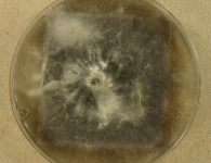 OATC · 42d · 30C