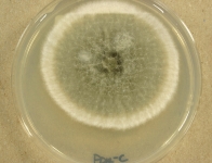 PDAC · 7d · 30C