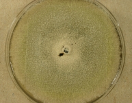 PDAC · 7d · 30C