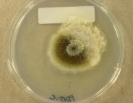 PDAC · 7d · 30C