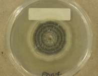 PDAC · 7d · 35C