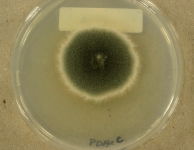 PDAC · 7d · 30C