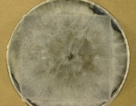 OATC · 43d · 22C