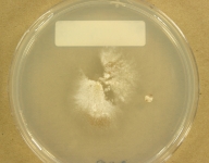 PDAC · 21d · 22C