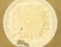 OATC · 28d · 22C