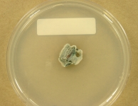 PDAC · 52d · 22C