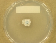 PDAC · 23d · 22C