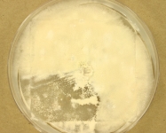 OATC · 43d · 25C