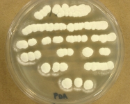 PDA · 17d · 30C · str