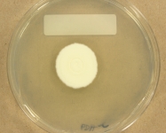 PDAC · 14d · 30C