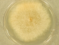 PDAC · 14d · 22C