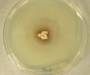 PDAC · 21d · 30C
