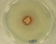 PDAC · 21d · 30C