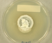 PDAC · 21d · 18C