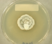 PDAC · 21d · 18C