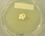 PDAC · 21d · 22C