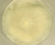PDAC · 21d · 22C