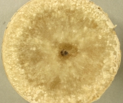 PDAC · 21d · 22C