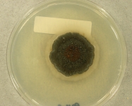 PDAC · 21d · 30C